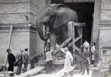 fil afrika büyük tehlike hayvanat bahçesi