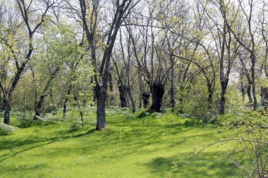 orman yeşil orman doğa bitkileri