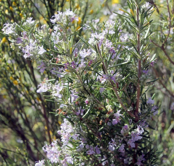 Zapach Tymianku Kwiat Fioletowy Piękno Aromatyczny Trawienny Infuzji — Zdjęcie stockowe