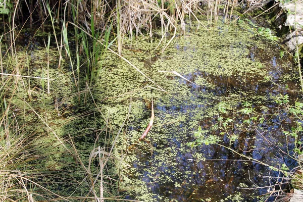 Stream Groene Natuur Stea Water Aquatische Vegetatie — Stockfoto