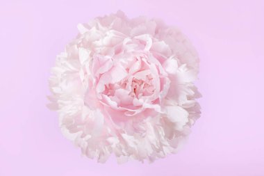 Natürmort pastel pembe bir arka plan üzerinde yaratıcı minimalizm. Pembe şakayık çiçeği yakın çekim.