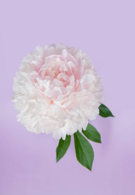 Natürmort pastel mor arka plan üzerinde yaratıcı minimalizm. Pembe Şakayık Çiçeği yeşil yaprakları ile