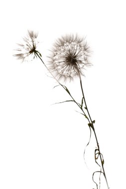 Karahindiba yakın çekim. Hafif bir arka plan üzerinde güzel Bud hava.