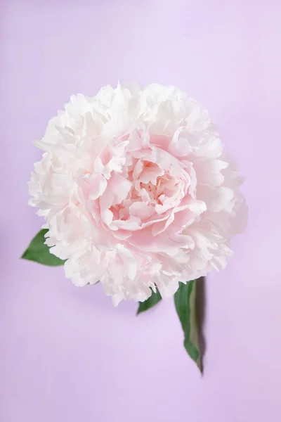 Creative minimalism of still life on a pastel purple background. Pink peony flower with green leaves