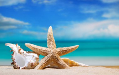 deniz kabukları. plaj tatil. güzel yaz arka plan. deniz ve deniz yıldızı. makro