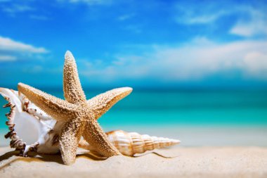 deniz kabukları. plaj tatil. güzel yaz arka plan. deniz ve deniz yıldızı. makro
