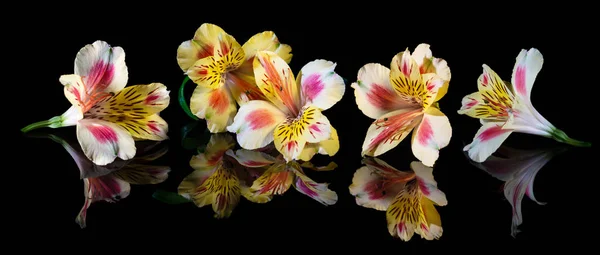 Żółte kwiaty Alstroemeria na czarnym tle z reflecti — Zdjęcie stockowe