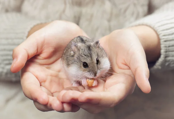 L'enfant tient dans ses mains un hamster . — Photo