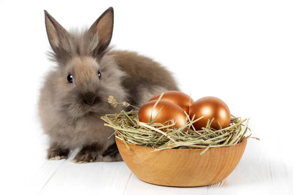 可爱的蓬松的兔子和木制的盘子与干草和金复活节彩蛋在白色背景 — 图库照片