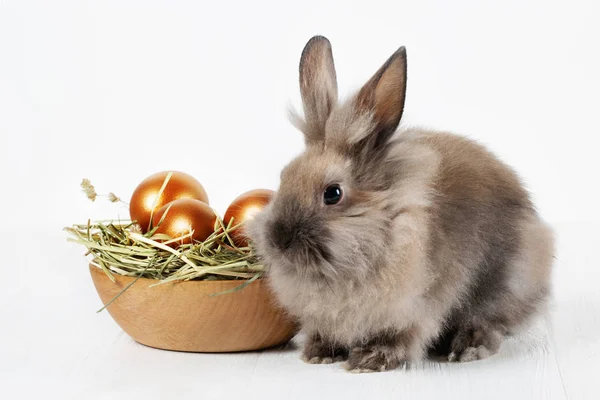 Милый пушистый кролик и деревянная тарелка с сеном и золотыми пасхальными яйцами на белом фоне — стоковое фото