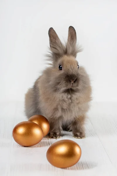 毛茸茸的兔子与金色的复活节彩蛋在白色木背景 — 图库照片