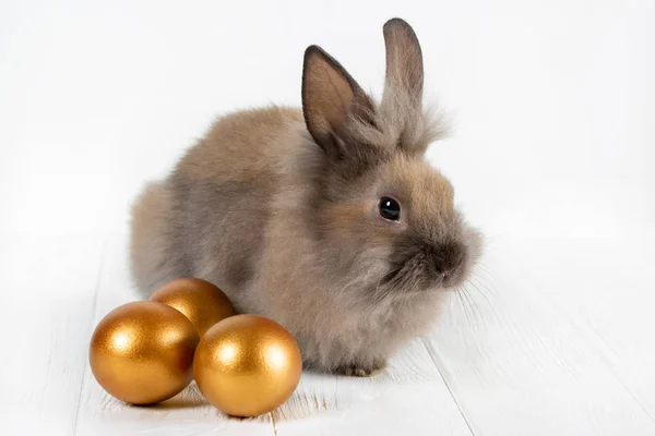 Пухнастий кролик з золотими великодніми яйцями на білому дерев'яному фоні — стокове фото