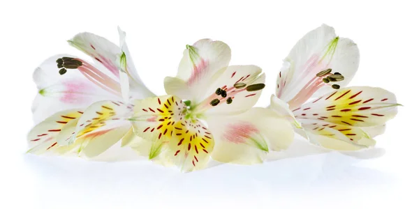 Three white Alstroemeria flowers on a white background. — Stock Photo, Image