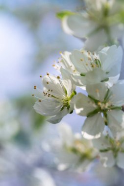 Bulanık mavi arka plan üzerinde güzel çiçekli erik dalları.
