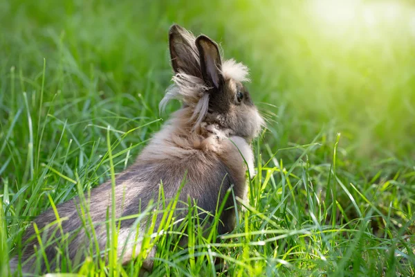 Bruin konijn op een groene weide. Schattig harige dier op het gras. Felle zon — Stockfoto