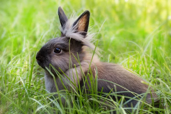 绿草地上的棕色兔子。草地上可爱的毛茸茸的动物。明媚的阳光 — 图库照片