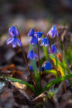 İlkbahar kardelenlerinde mavi çiçek açar. Scilla. Yumuşak makro odaklama. Güzel doğal arka plan