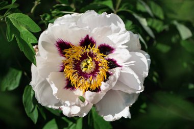 Bulanık doğal yeşil arka plan üzerinde şakayık çiçek. Bahar kavramı. Güzel açan pembe şakayık