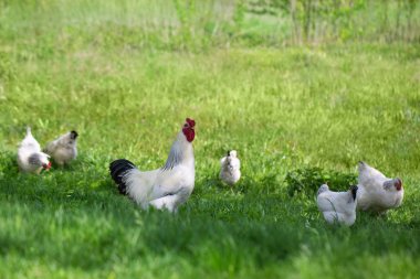 horoz ve yeşil çim tavuk. ücretsiz tavuk.