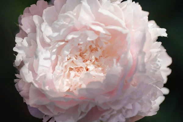 Peony flower on blurred natural green background. The concept of spring. Beautiful blooming pink peony