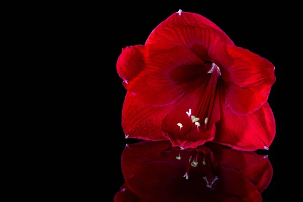 Lirio rojo de cerca sobre un fondo negro. La flor se refleja en la superficie pulida . — Foto de Stock