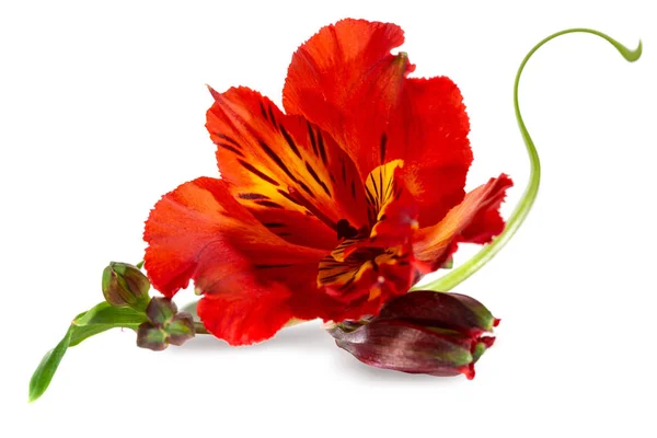 Bela flor vermelha de alstroemeria em um fundo branco Imagem De Stock