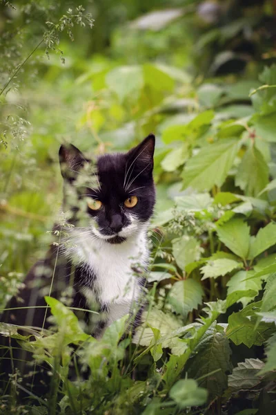 집없는 고양이 마리가 잎으로 공원에 있습니다 아름다운 고양이가 풀에서 살금살금 — 스톡 사진