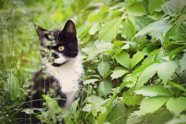 Homeless Cat Sitting Park Green Foliage Beautiful Black White Cat — Stock Photo, Image