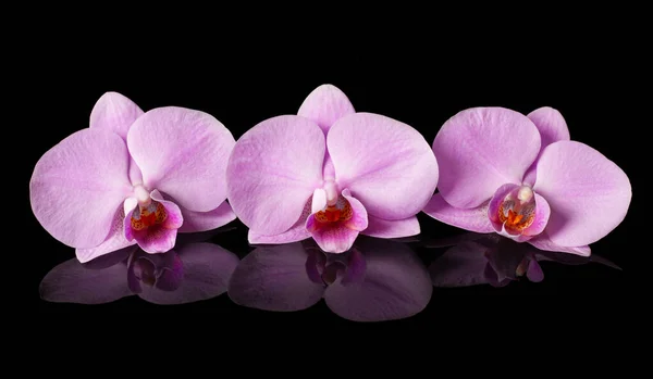 Orchideen Schöne Blumen Mit Reflexion Rosa Orchideen Auf Schwarzem Glashintergrund — Stockfoto