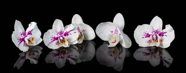 Orchids Beautiful Flowers Reflection White Orchids Black Glass Background — Stock Photo, Image