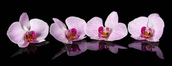 Des Orchidées Belles Fleurs Avec Réflexion Orchidées Roses Sur Fond — Photo