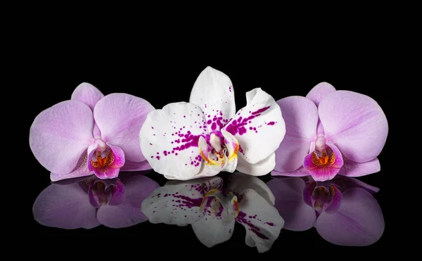 Orchidee Piękne Kwiaty Odbiciem Różowo Białe Orchidee Czarnym Szklanym Tle — Zdjęcie stockowe