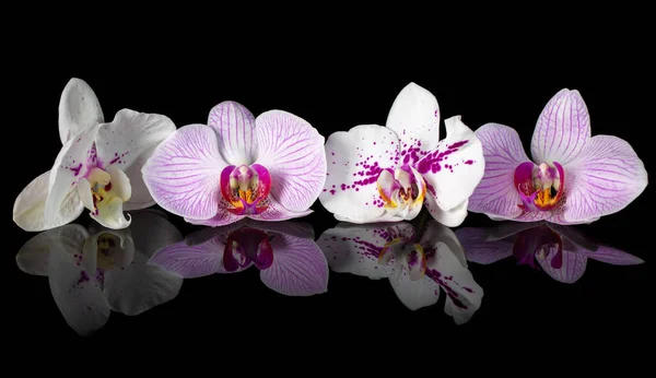 Orchids Beautiful Flowers Reflection Pink White Orchids Black Glass Background — Stock Photo, Image