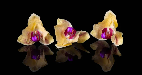 Orchideen Schöne Blumen Mit Reflexion Gelbe Orchideen Auf Schwarzem Glashintergrund — Stockfoto