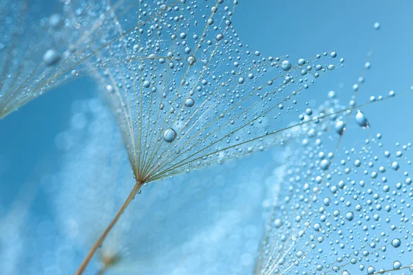 Dandelion Seeds Dew Drops Macro Beautiful Abstract Background Stock Image