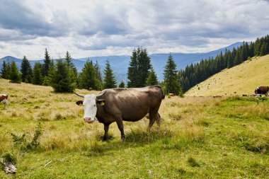 Dağlarda bir çayırda inek. Alp otlağı. Güzel manzara