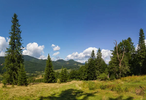 Bellissimo paesaggio montano. Glade con abeti alti — Foto Stock