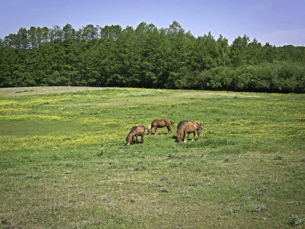 Koně Pastvinách — Stock fotografie