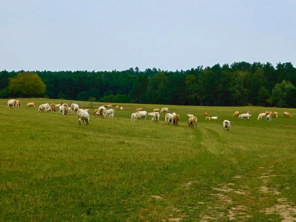 Krávy Pastvinách — Stock fotografie