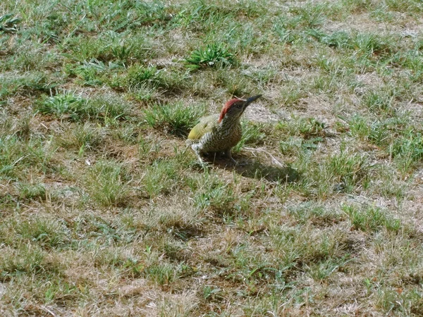 Green Woodpecker Meadow — Stock Photo, Image