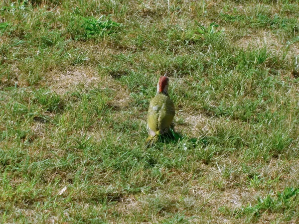 Pic Vert Dans Pré — Photo