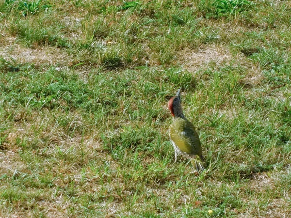 Green Woodpecker Meadow — Stock Photo, Image