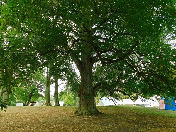 Linden Auf Dem Burgberg Przewodniczący — Zdjęcie stockowe