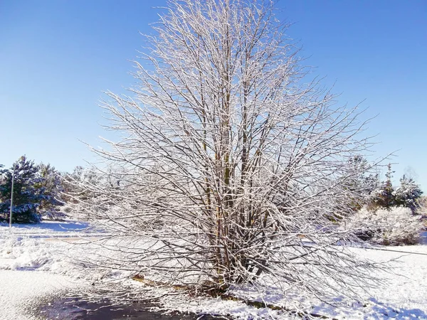 Winter Uckermark — Stockfoto
