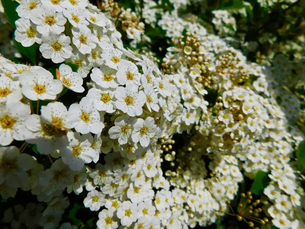 Flores Blancas Arbusto Spiraea Que Florece — Foto de Stock