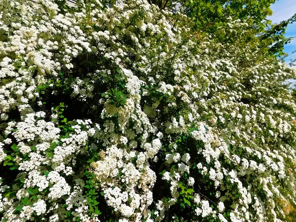 Λευκά Λουλούδια Στον Ανθισμένο Θάμνο Spiraea — Φωτογραφία Αρχείου