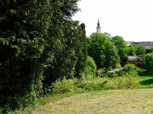 Träd Och Buskar Parken — Stockfoto