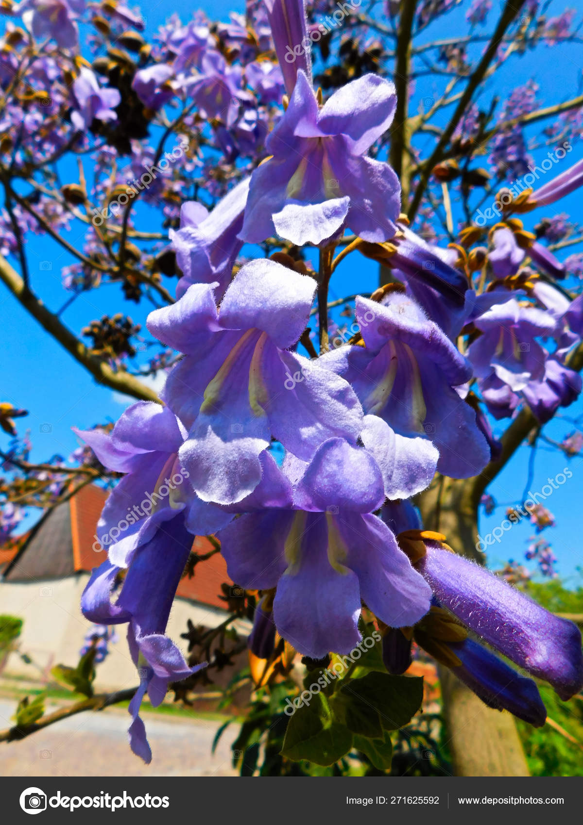 Bluebell Tree Paulownia Tomentosa ⬇ Stock Photo, Image by © Sandmann59 #271625592 Bluebell Tree Paulownia Tomentosa ⬇ Stock Photo, Image by © Sandmann59 #271625592