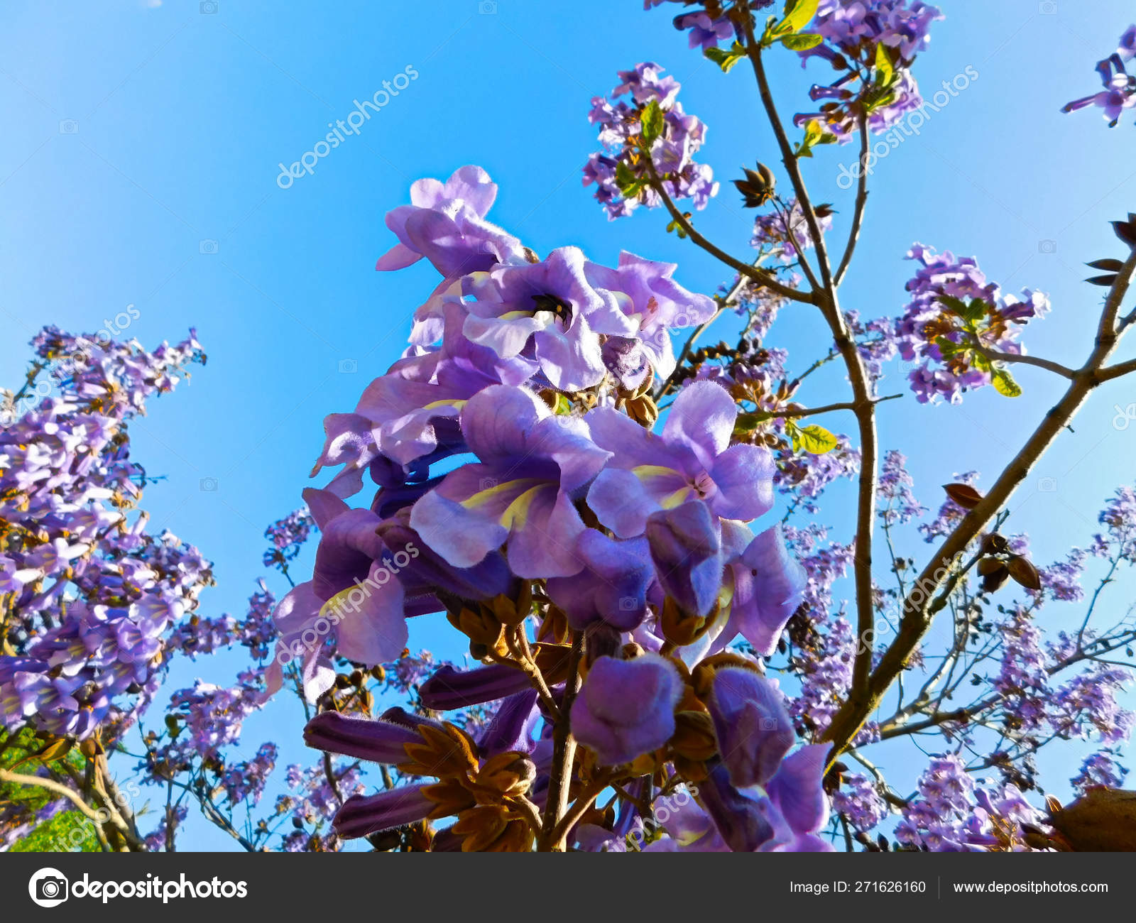 Bluebell Tree Paulownia Tomentosa ⬇ Stock Photo, Image by © Sandmann59 #271626160 Bluebell Tree Paulownia Tomentosa ⬇ Stock Photo, Image by © Sandmann59 #271626160