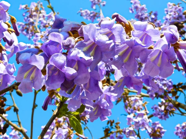 Bluebell Ağacı Paulownia Tomentosa — Stok fotoğraf